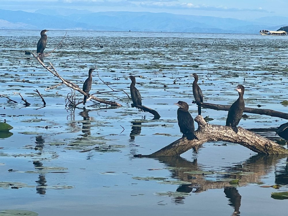 Cormorants Lake Skadar Montenegro