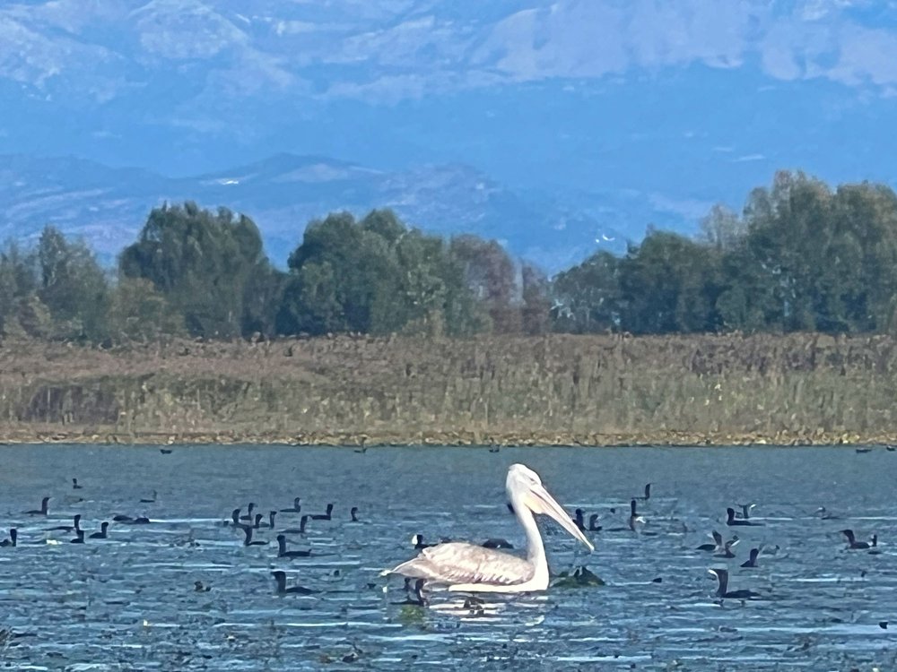 Pelican Lake Skadar Montenegro