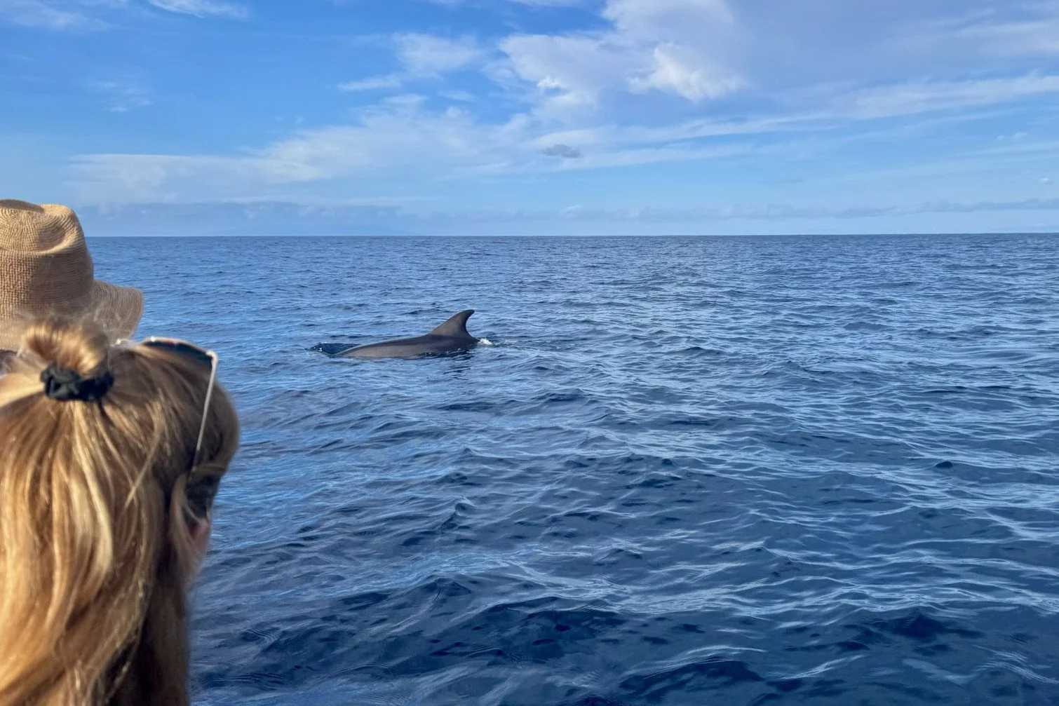 Dolphin and whale watching La Gomera, Canary Islands, Spain