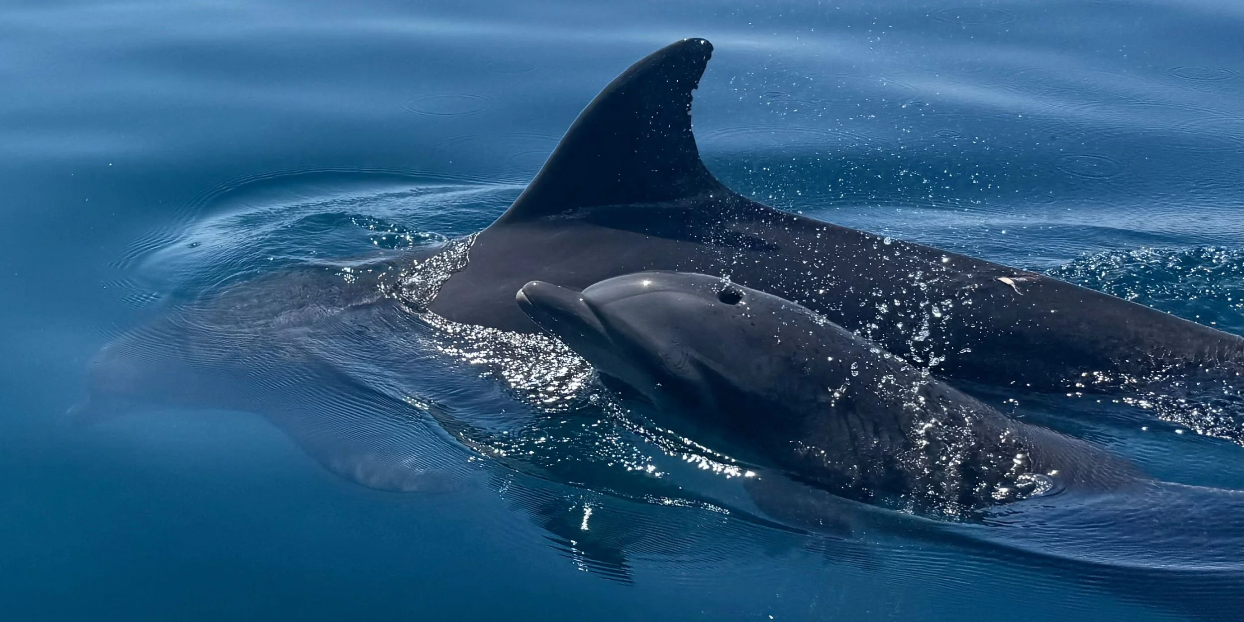 Bottle-nosed Dolphins Golfo Dulce Costa Rica
