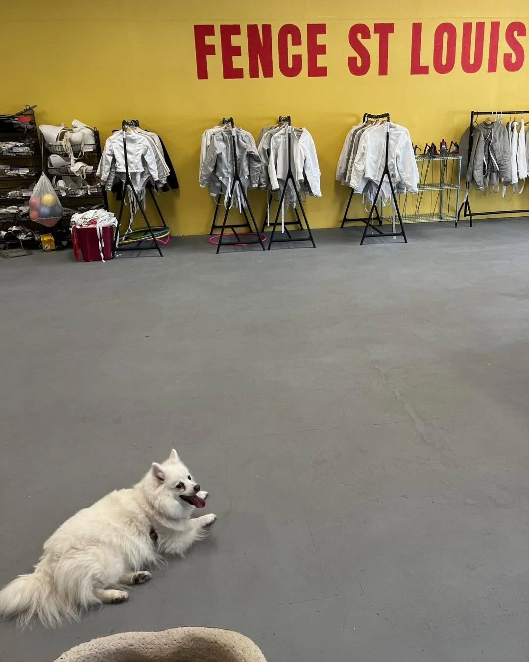 It&rsquo;s take your dog-hter to work day. Come on in to fence and say hi to Halley!

#fencestlouis #sabrefencing #saber #stlfencers #stlouis #fencestl #stlmade #fencingforall #stl #stlouismo #sabre #fencing #saberfencing #fencingdog #fencingclub
