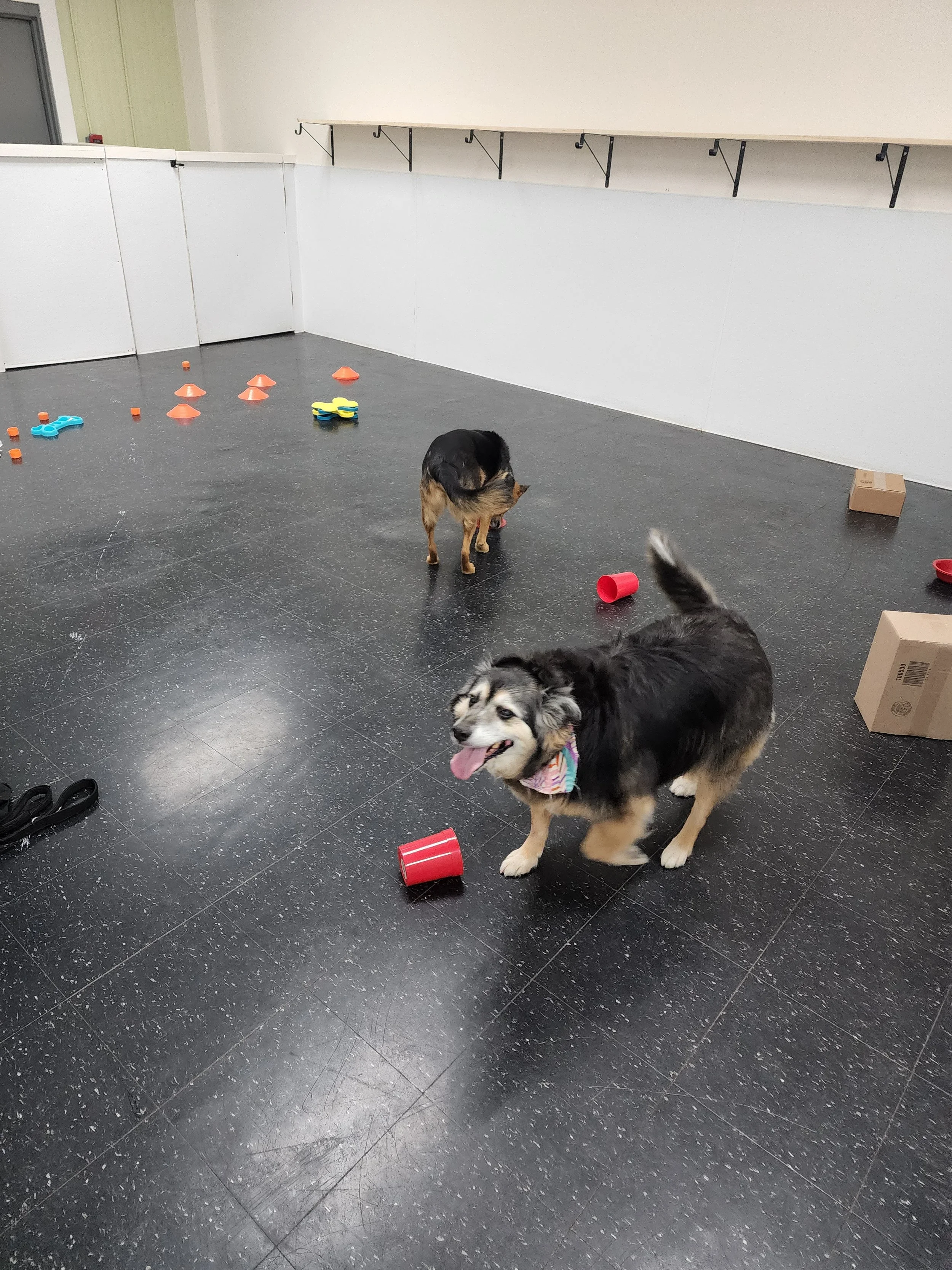 Dog Playgroups — For the Love of Dogs