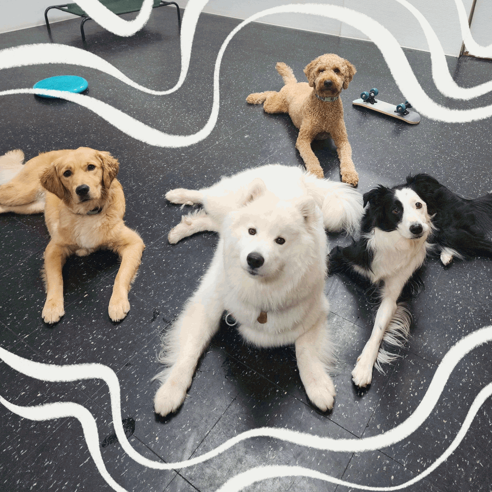 Dog Day Camp Lincoln, RI — For the Love of Dogs