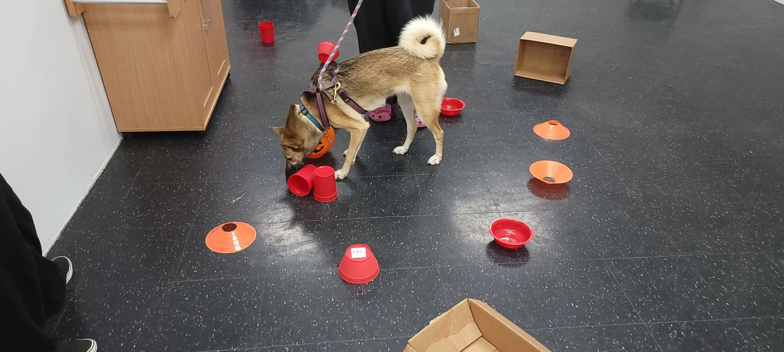 Dog Playgroups — For the Love of Dogs