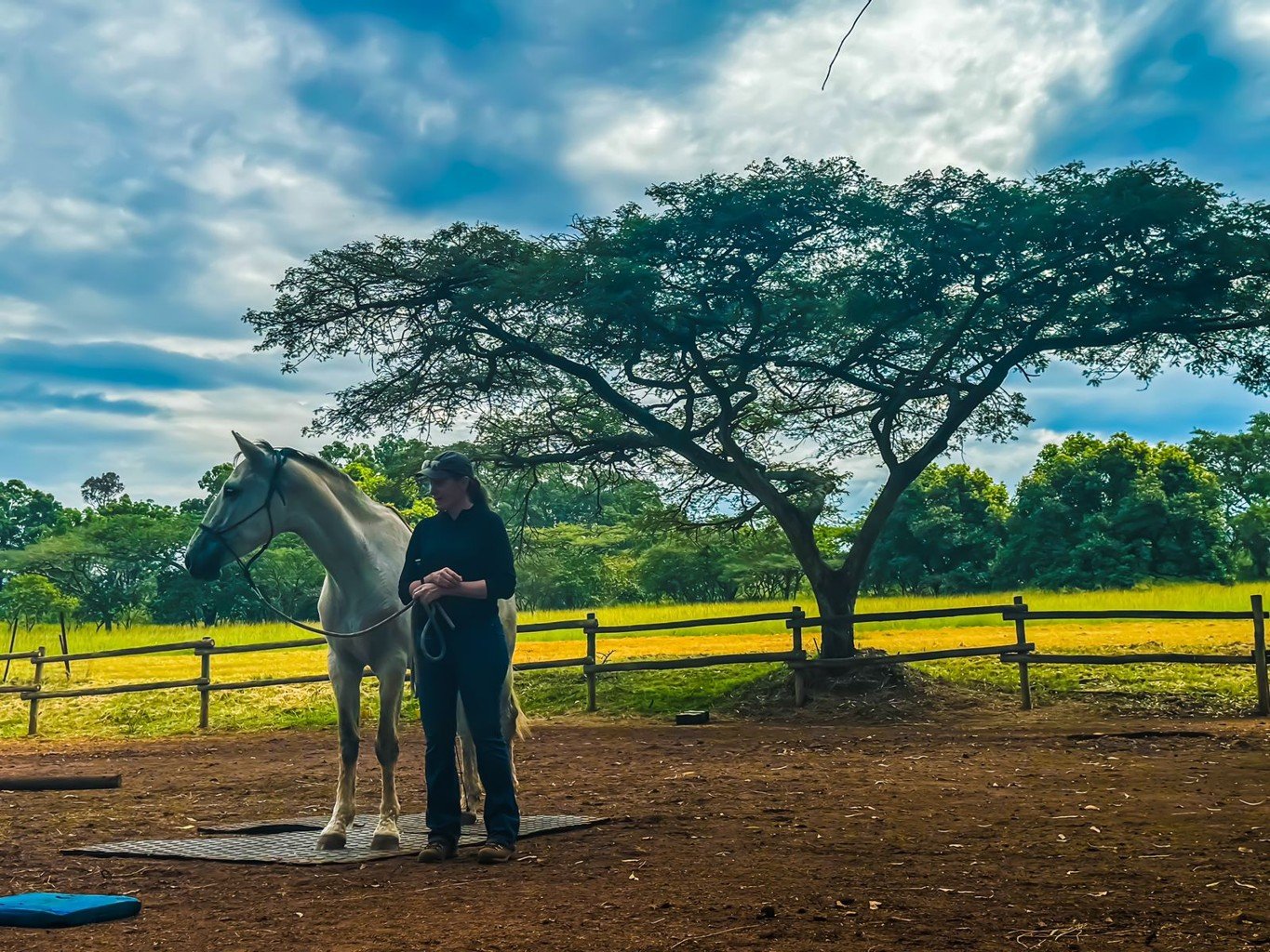 LOOK AND TRULY SEE YOUR HORSE