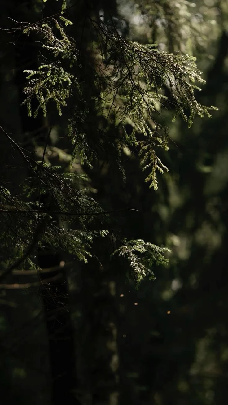 forbidden woods coco-soy candle