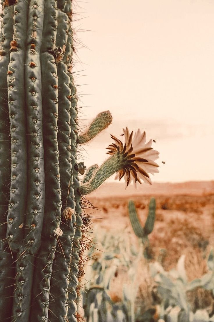 desert bloom coco-soy candle