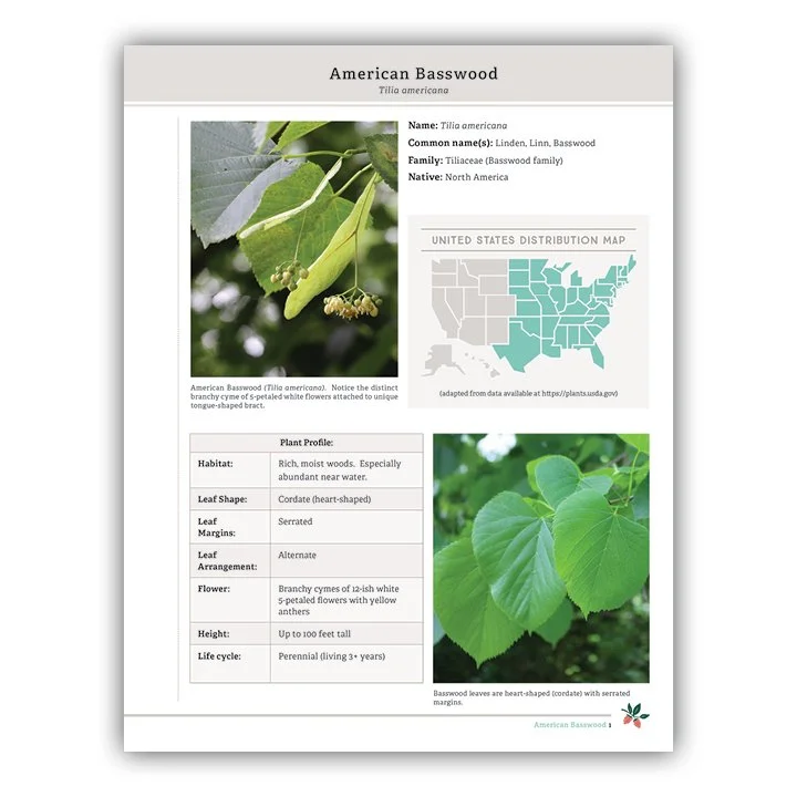 American Basswood