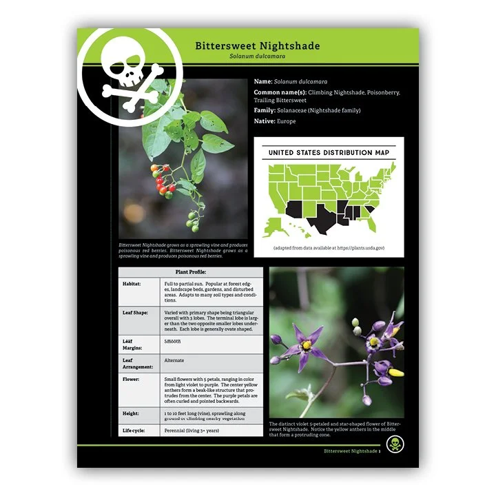 Bittersweet Nightshade (POISONOUS)