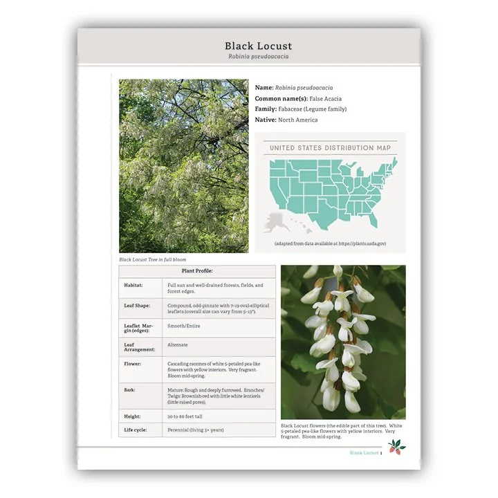 Black Locust