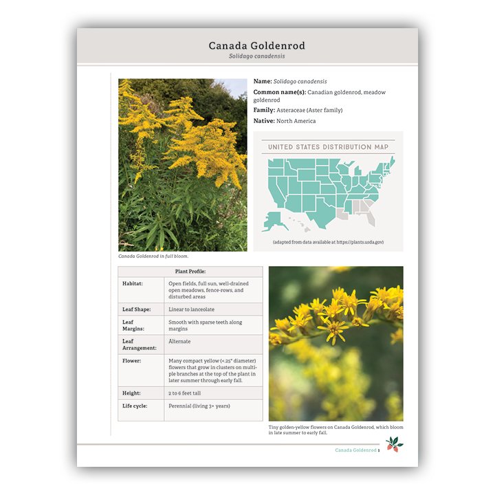 Canada Goldenrod