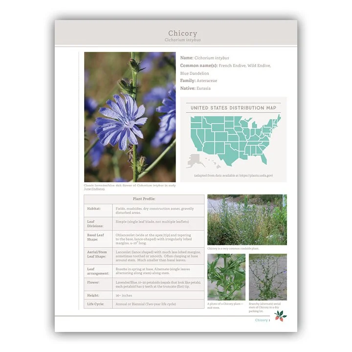 Chicory