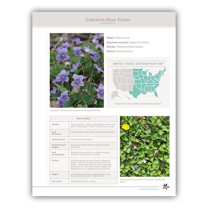 Common Blue Violet