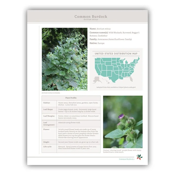 Common Burdock