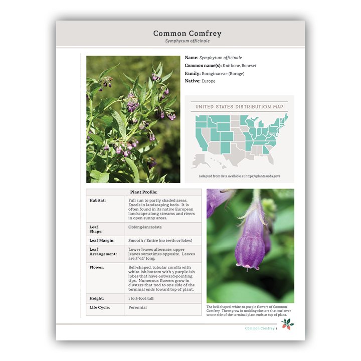 Comfrey