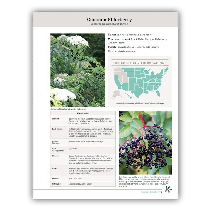 Elderberry