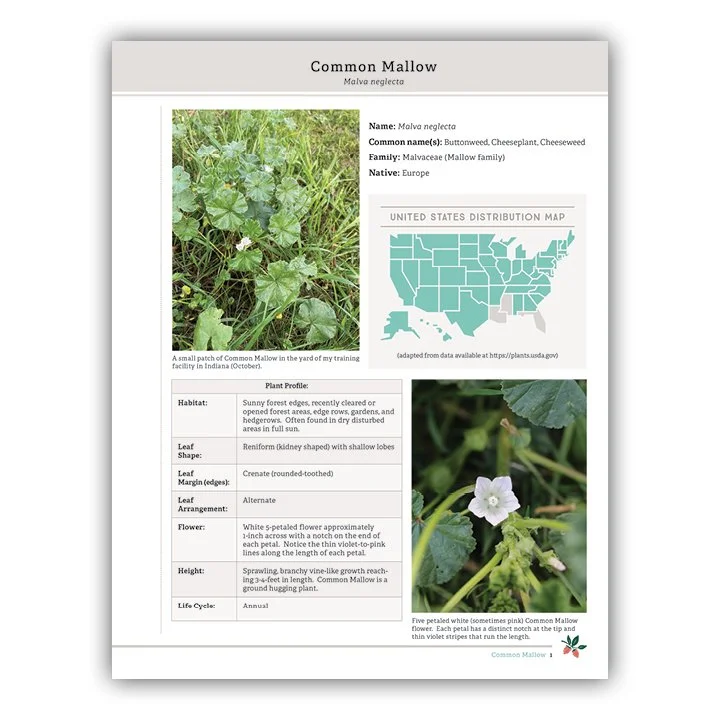 Common Mallow