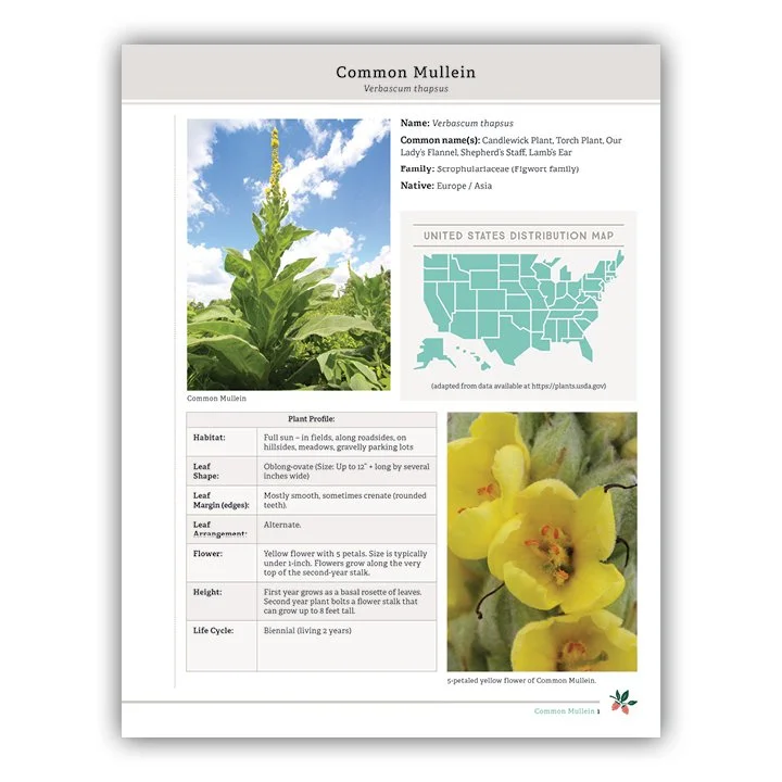 Mullein