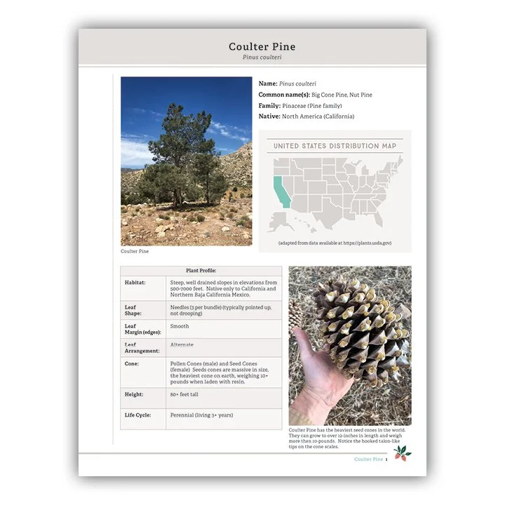 Coulter Pine