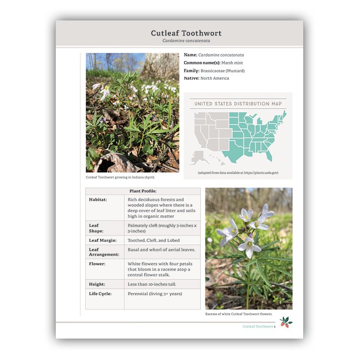 Cutleaf Toothwort