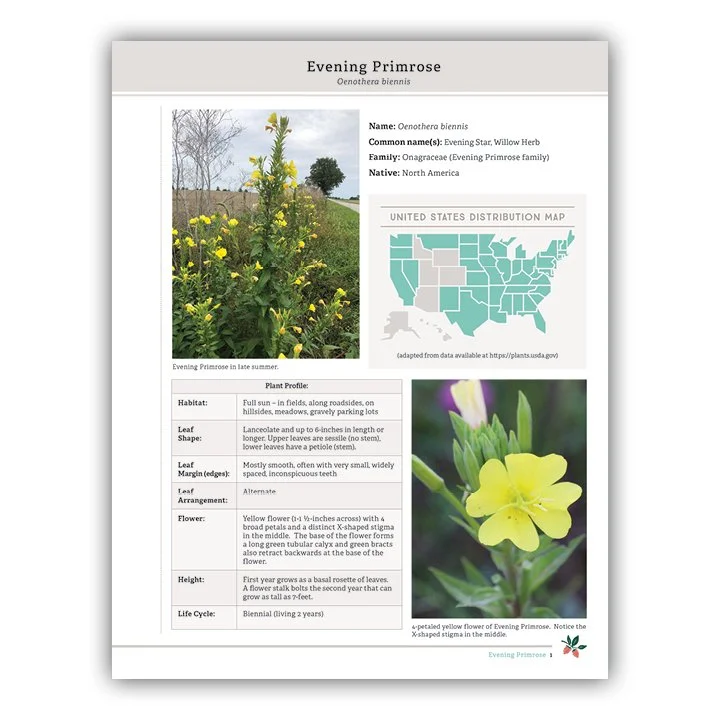 Evening Primrose