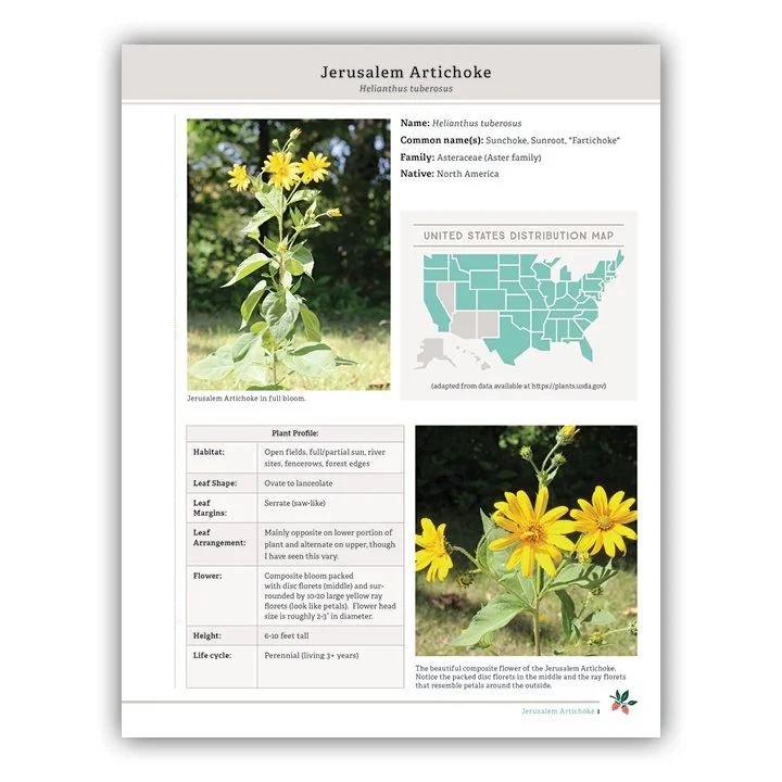 Jerusalem Artichoke