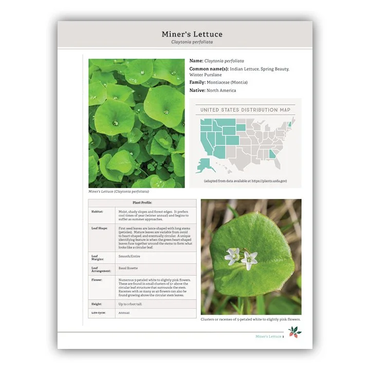 Miner's Lettuce