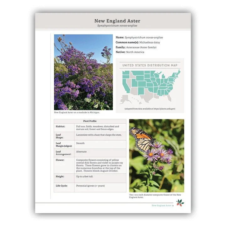 New England Aster