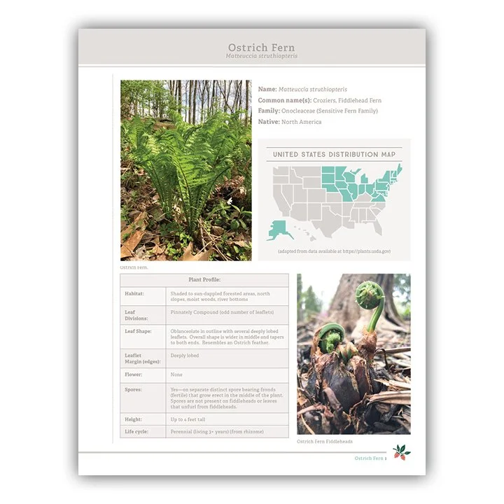 Ostrich Fern