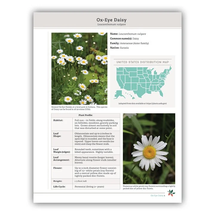 Ox Eye Daisy