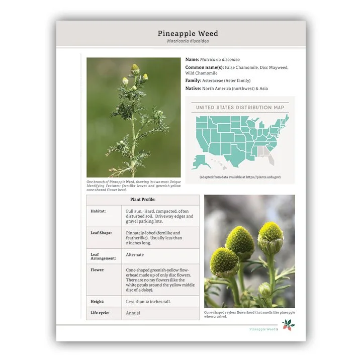 Pineapple Weed