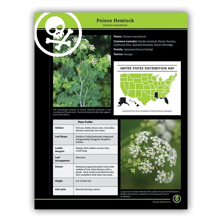 Poison Hemlock (POISONOUS)