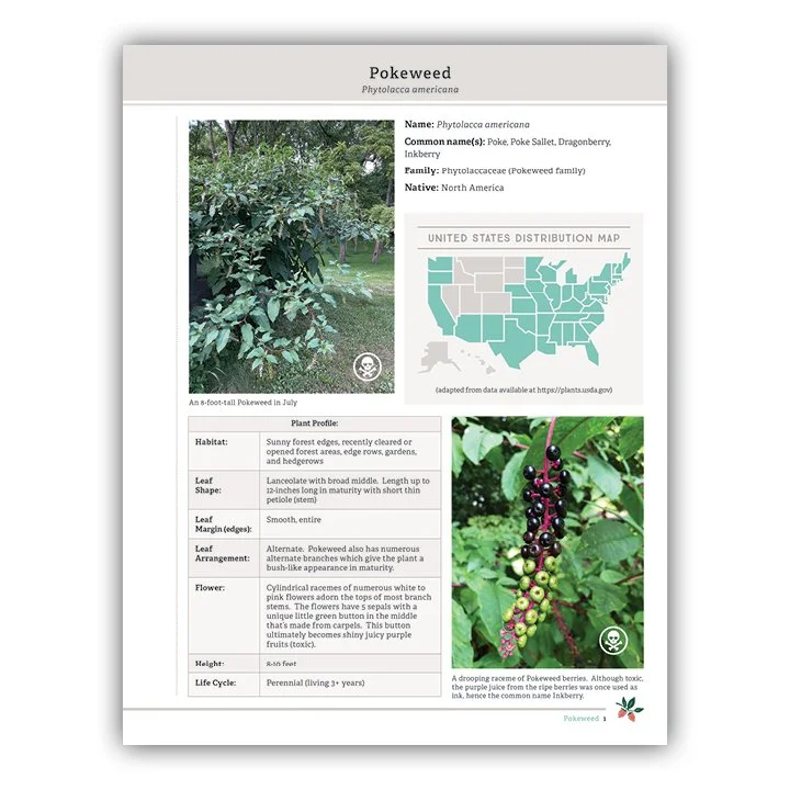 Pokeweed