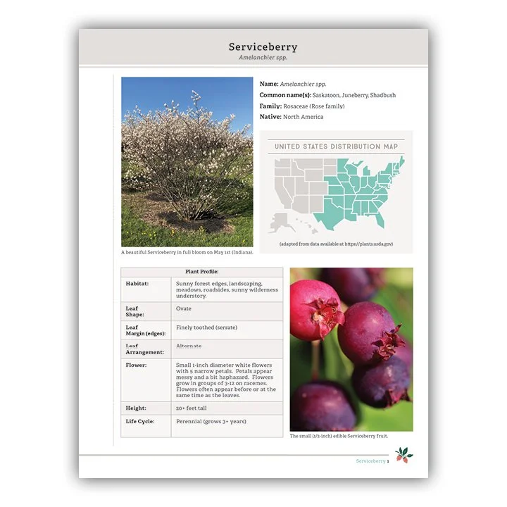 Serviceberry