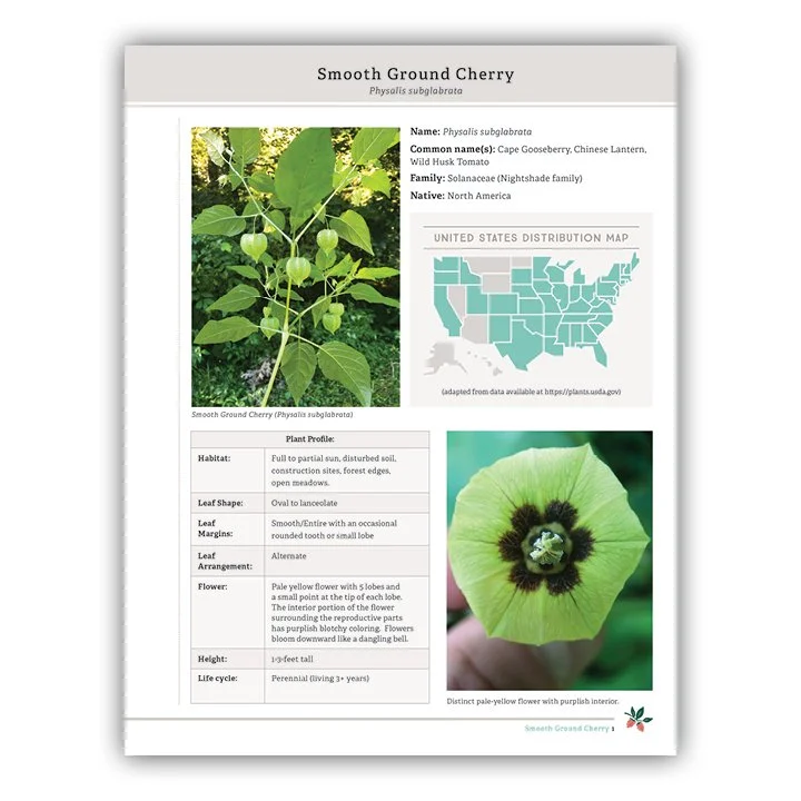 Smooth Ground Cherry