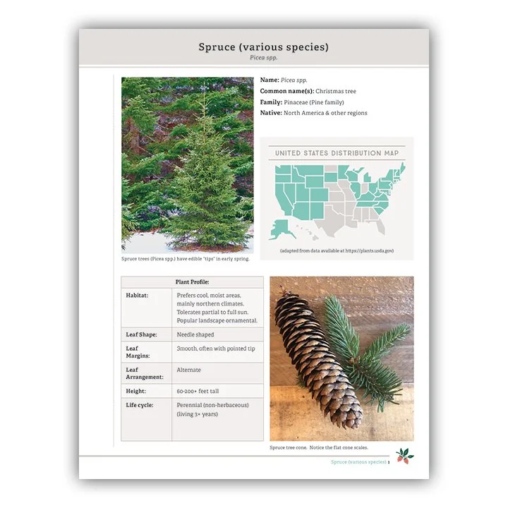 Spruce