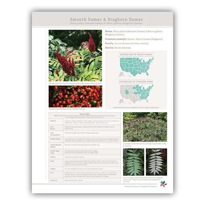 Smooth & Staghorn Sumac