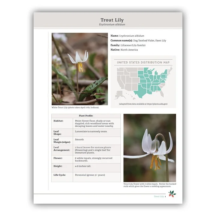 Trout Lily