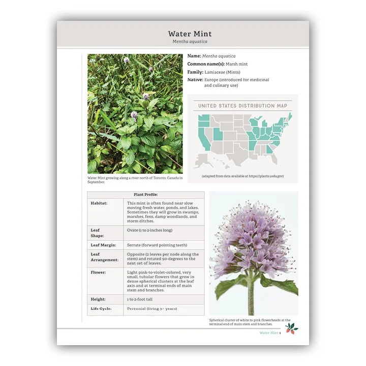 Water Mint