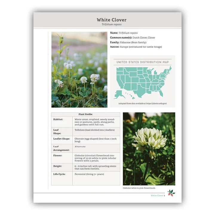 White Clover