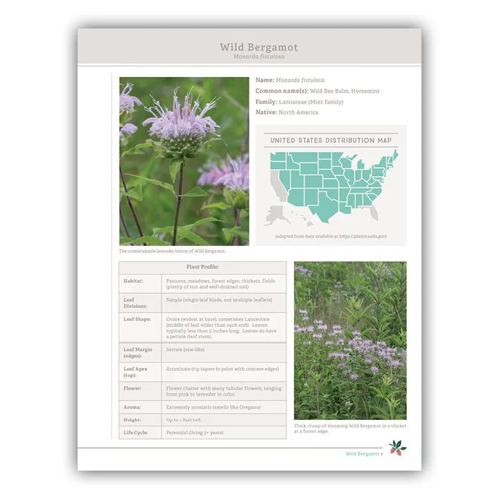 Wild Bergamot