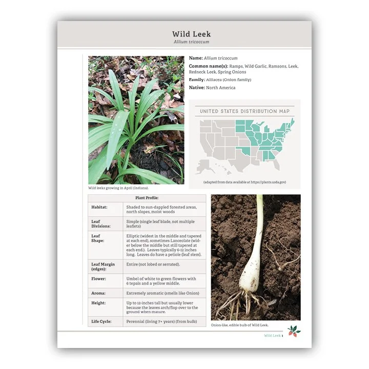 Wild Leek