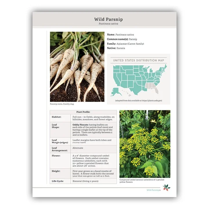 Wild Parsnip