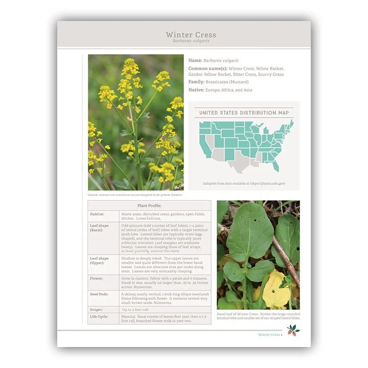 Winter Cress