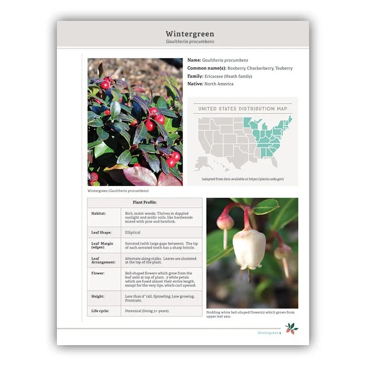 Wintergreen