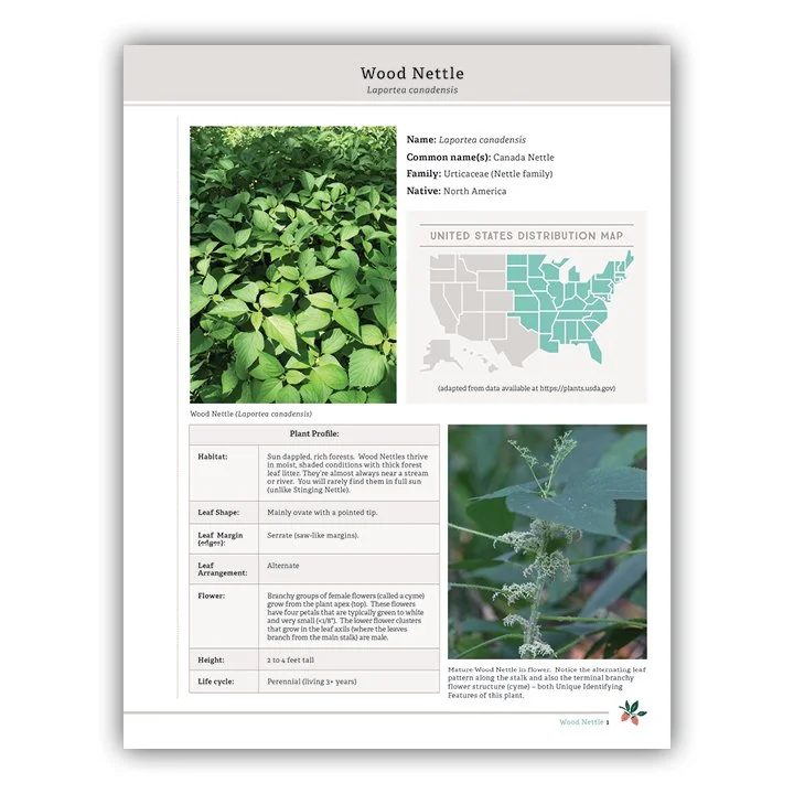 Wood Nettle