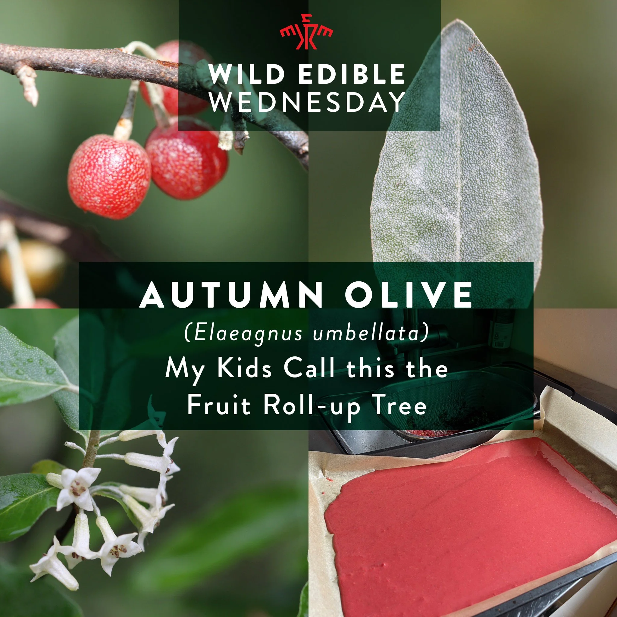 Discovering the Fruit Roll-Up Tree: The Enigmatic Autumn Olive