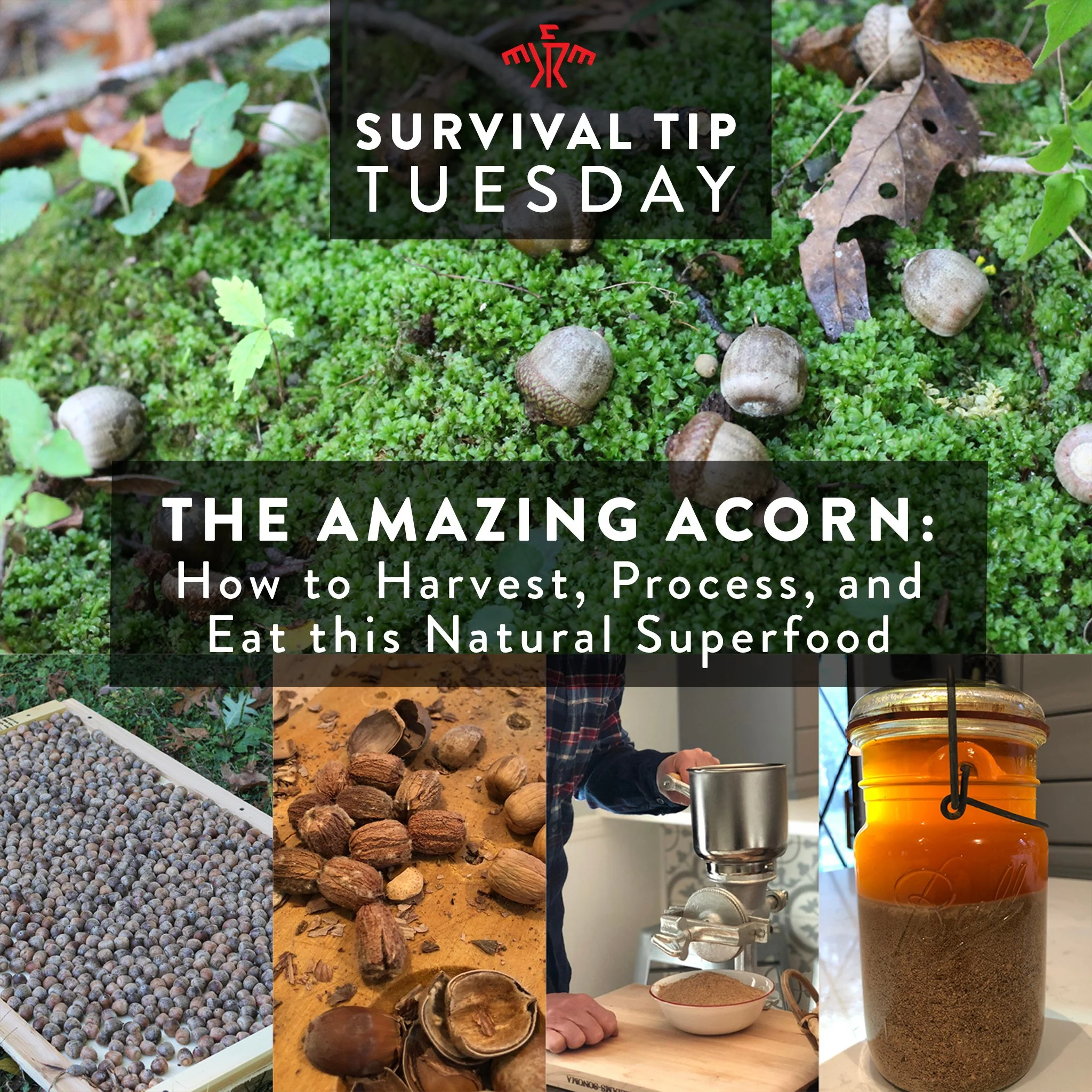 How to Harvest, Process, and Preapred Acorns for Food