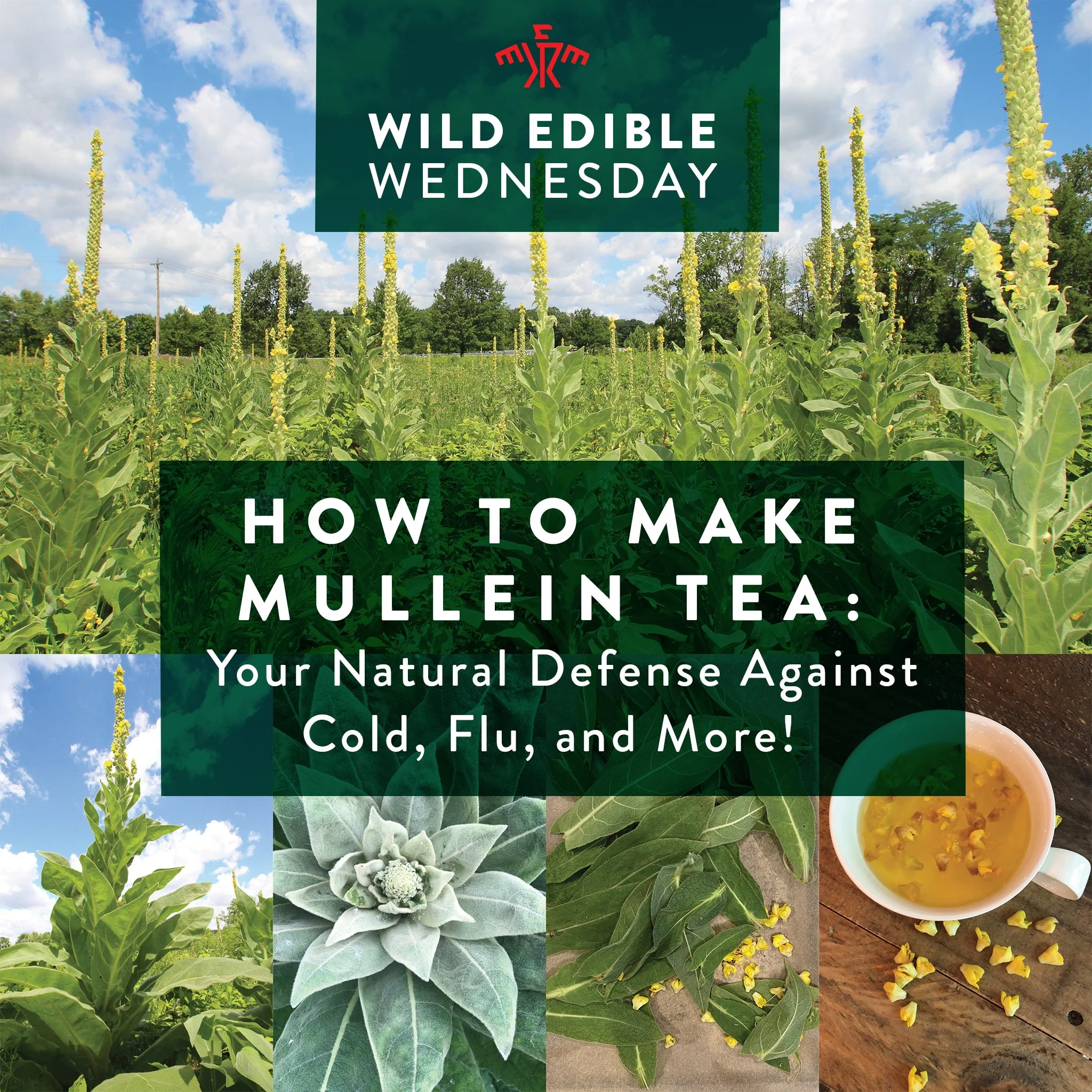 How to Identify Mullein &amp; Make Mullein Tea - Your Natural Defense Against Cold, Flu, and More!