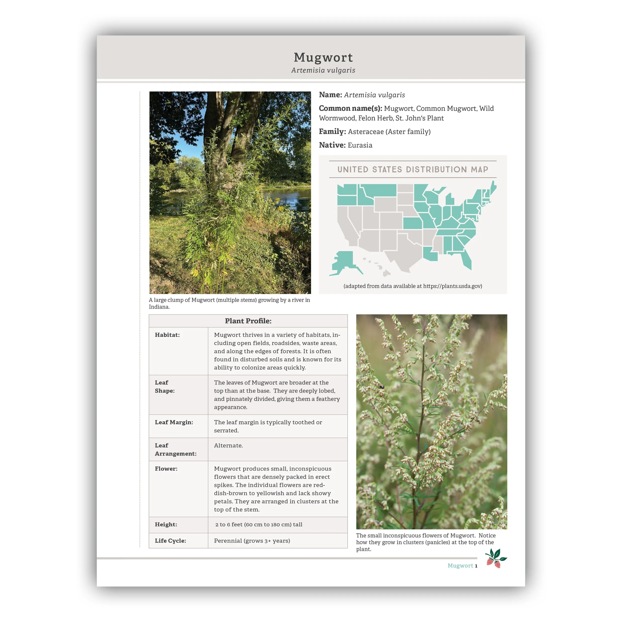 Common Mugwort